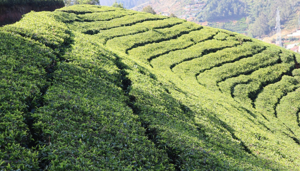 Places of Ooty