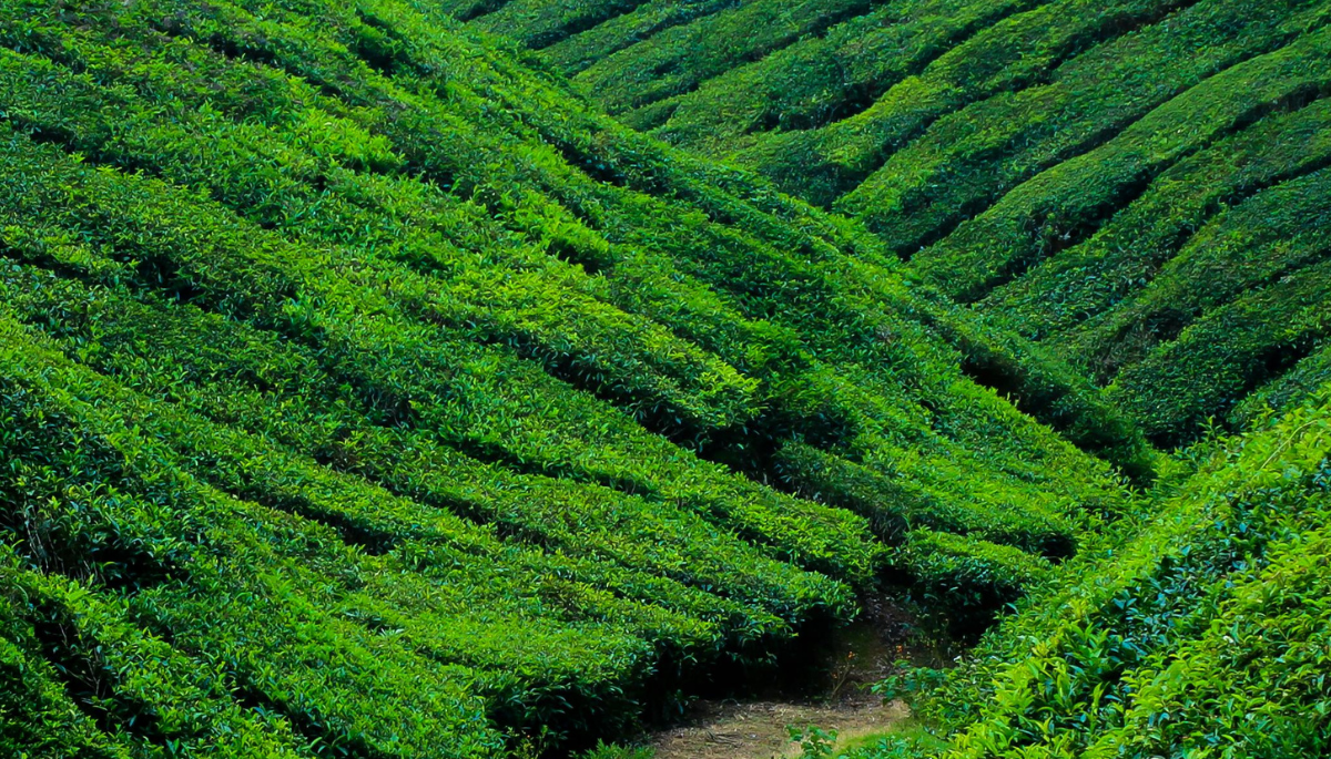 Visit Munnar's Rain-Soaked Hills